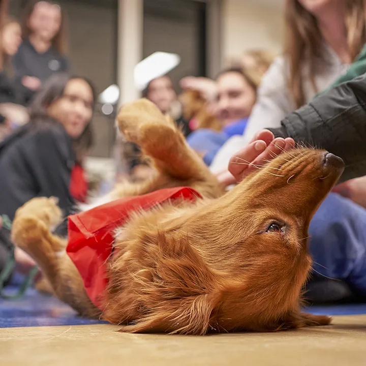 Un chien beige ressemblant à un golden retriever, couché sur le dos dans la bibliothèque du cégep, reçoit des caresses de la part d'étudiantes et d'étudiants venus participer à cette activité de thérapie canine.